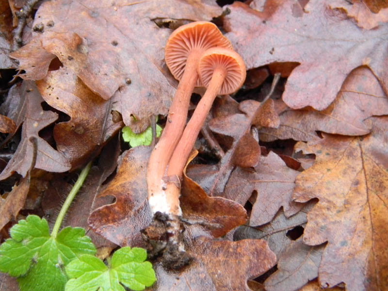 Alcuni ritrovamenti del 21.12.2010.